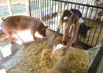 floyd-county-fair-(july-15-20)-closed-to-public;-watch-all-events-on-facebook-live