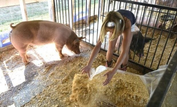 floyd-county-fair-(july-15-20)-closed-to-public;-watch-all-events-on-facebook-live