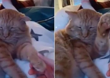 facebook-viral:-young-man-tries-to-pet-his-cat-and-it…