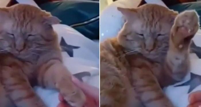facebook-viral:-young-man-tries-to-pet-his-cat-and-it…