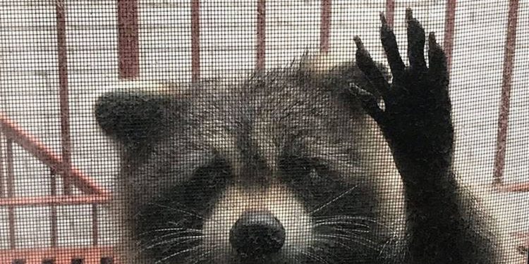 popular-toronto-instagram-account-donates-its-followers-to-local-food-bank