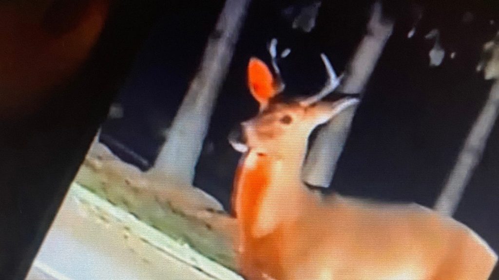 man's-unusual-method-of-killing-a-deer-shown-on-snapchat
