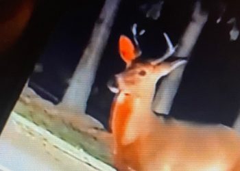 man's-unusual-method-of-killing-a-deer-shown-on-snapchat