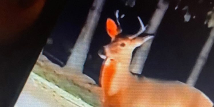 man's-unusual-method-of-killing-a-deer-shown-on-snapchat