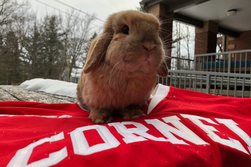 how-an-emotional-support-bunny-hopped-into-cornell-instagram-fame