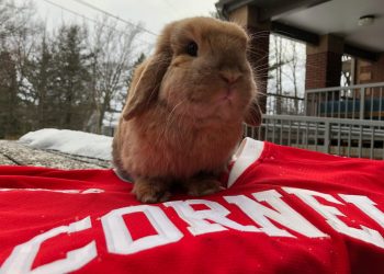how-an-emotional-support-bunny-hopped-into-cornell-instagram-fame