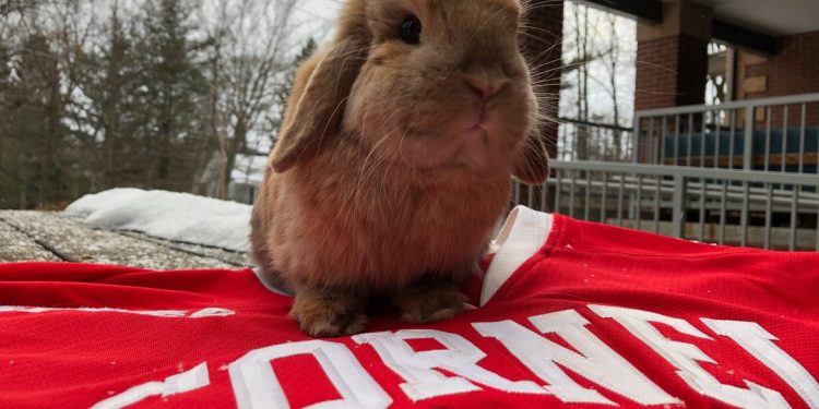 how-an-emotional-support-bunny-hopped-into-cornell-instagram-fame