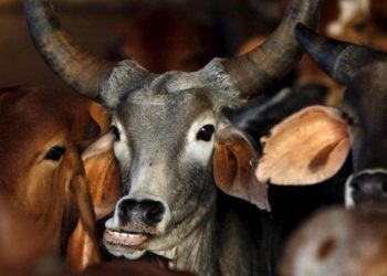 amul-seeks-removal-of-'cow-cruelty'-videos-from-youtube-and-facebook