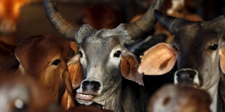 amul-seeks-removal-of-'cow-cruelty'-videos-from-youtube-and-facebook