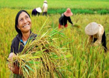 kisan-diwas-2020:-wishes,-quotes,-whatsapp-and-facebook-status-to-share-on-national-farmers-…