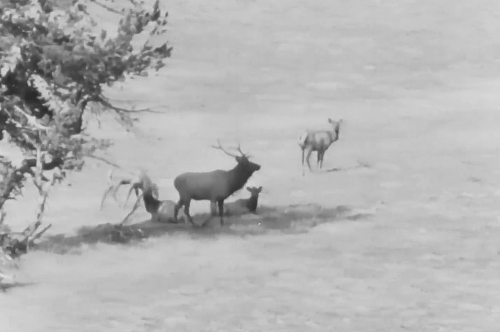 80-year-old-video-shows-jackson-hole-when-it-was-ruled-by-elk