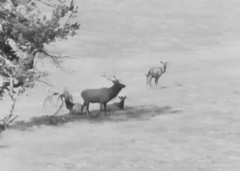 80-year-old-video-shows-jackson-hole-when-it-was-ruled-by-elk