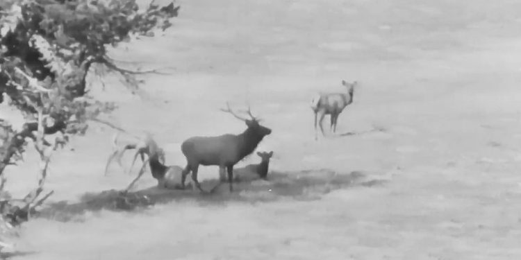 80-year-old-video-shows-jackson-hole-when-it-was-ruled-by-elk