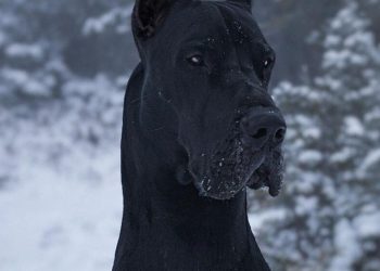 great-dane-famous-for-his-furry-batman-look-has-over-32000-obsessed-instagram-followers