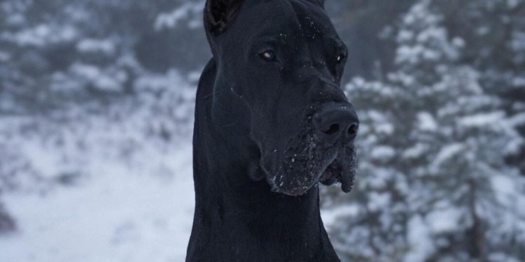 great-dane-famous-for-his-furry-batman-look-has-over-32000-obsessed-instagram-followers