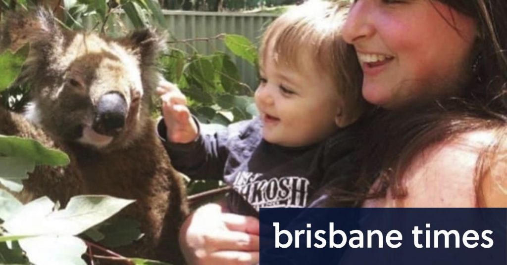 koala-stolen-from-adventure-world-and-released-into-the-wild-found-after-extensive-search