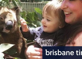 koala-stolen-from-adventure-world-and-released-into-the-wild-found-after-extensive-search