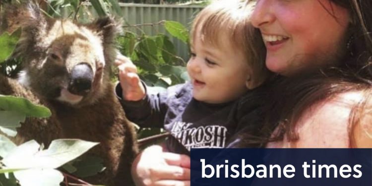 koala-stolen-from-adventure-world-and-released-into-the-wild-found-after-extensive-search