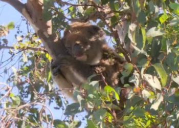 koala-returned-to-adventure-world-after-being-stolen-and-released-into-the-wild