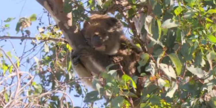 koala-returned-to-adventure-world-after-being-stolen-and-released-into-the-wild