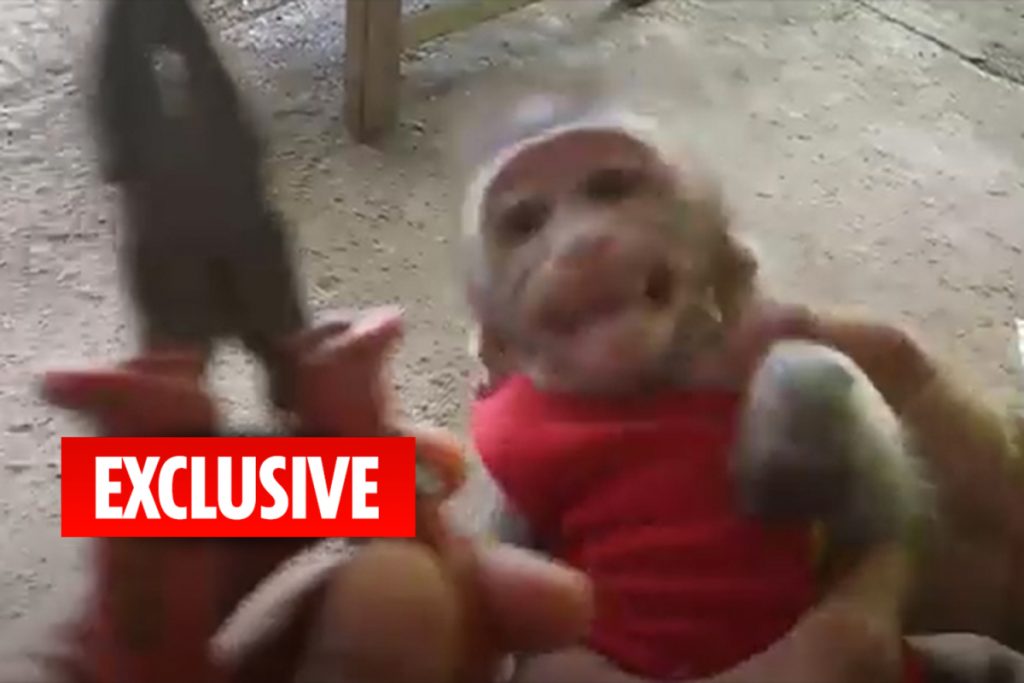 adorable-baby-monkeys-tortured,-exploited-and-killed-in-sick-youtube-snuff-films-for-clicks