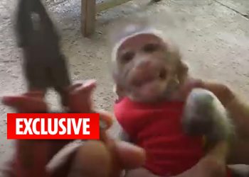 adorable-baby-monkeys-tortured,-exploited-and-killed-in-sick-youtube-snuff-films-for-clicks