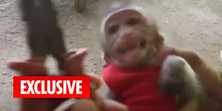 adorable-baby-monkeys-tortured,-exploited-and-killed-in-sick-youtube-snuff-films-for-clicks