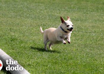 senior-chihuahua-turns-into-a-puppy-once-he-finds-the-perfect-family-|-the-dodo