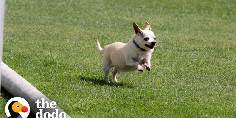senior-chihuahua-turns-into-a-puppy-once-he-finds-the-perfect-family-|-the-dodo