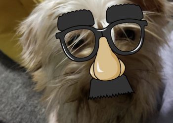 your-cats-&-dogs-can-join-in-your-ar-antics-with-these-pet-friendly-snapchat-lenses