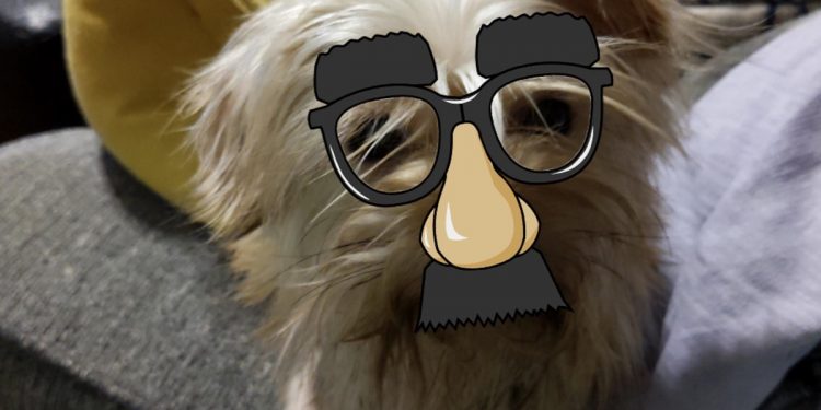 your-cats-&-dogs-can-join-in-your-ar-antics-with-these-pet-friendly-snapchat-lenses