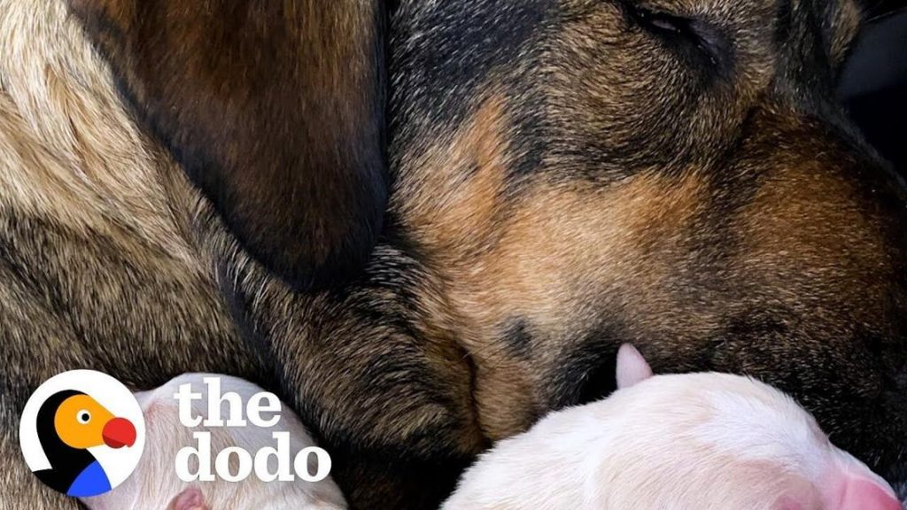foster-dog-gives-birth-in-middle-of-texas-snowstorms-|-the-dodo-adopt-me!