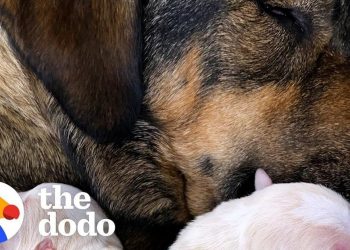 foster-dog-gives-birth-in-middle-of-texas-snowstorms-|-the-dodo-adopt-me!