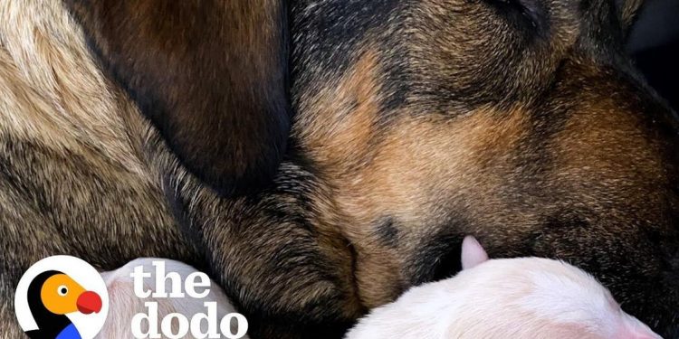 foster-dog-gives-birth-in-middle-of-texas-snowstorms-|-the-dodo-adopt-me!