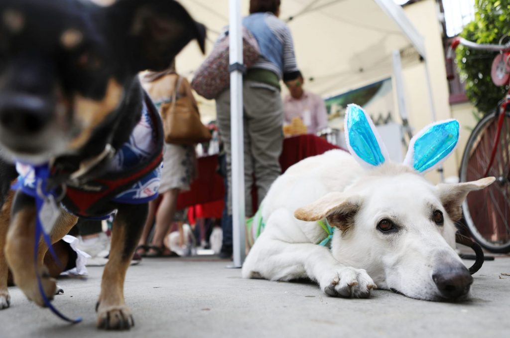 petsmart-is-ready-for-easter-with-this-new-pet-friendly-snapchat-lens