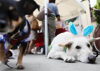 petsmart-is-ready-for-easter-with-this-new-pet-friendly-snapchat-lens