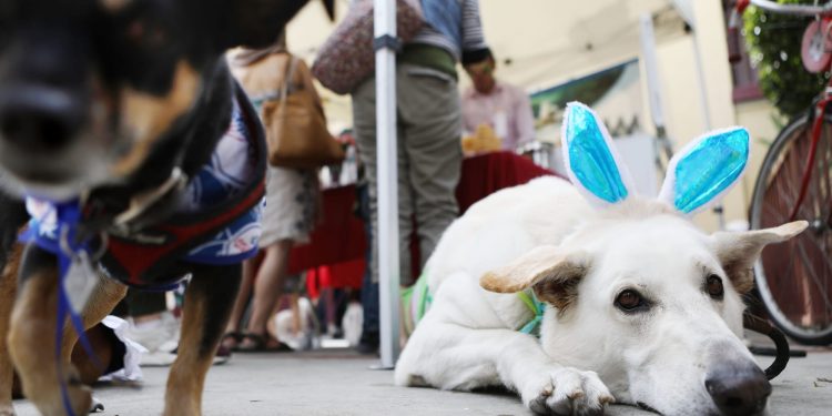 petsmart-is-ready-for-easter-with-this-new-pet-friendly-snapchat-lens