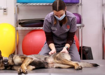 vpn-fireside-chats:-intersection-of-veterinary-and-human-medicine