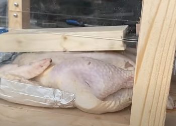 this-guy-on-youtube-actually-cooked-meat-by-slapping-it…-a-lot