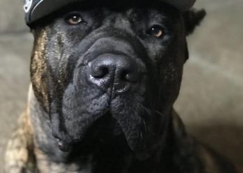 teams-took-to-social-media-to-share-their-furry-friends-in-honor-of-national-pet-day