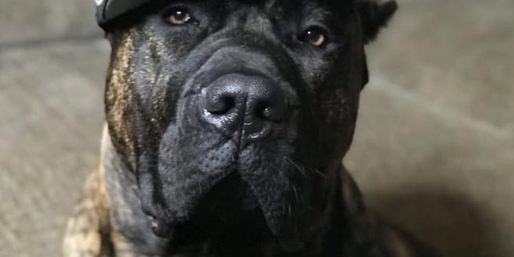 teams-took-to-social-media-to-share-their-furry-friends-in-honor-of-national-pet-day