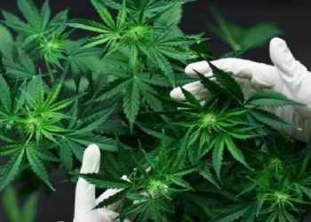 join-us-for-a-twitter-chat-on-budding-risks-in-the-cannabis-space