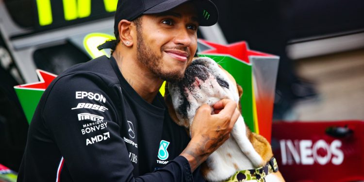 lewis-hamilton's-adorable-bulldog-has-nearly-300000-followers-on-instagram