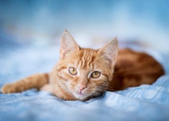 instagram-famous-cat-dies-after-brooklyn-brawl