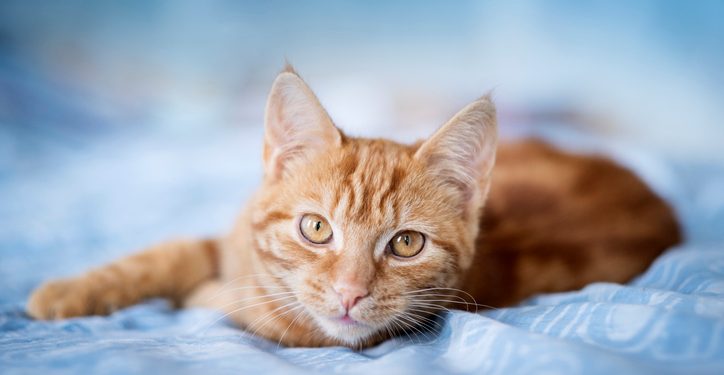 instagram-famous-cat-dies-after-brooklyn-brawl