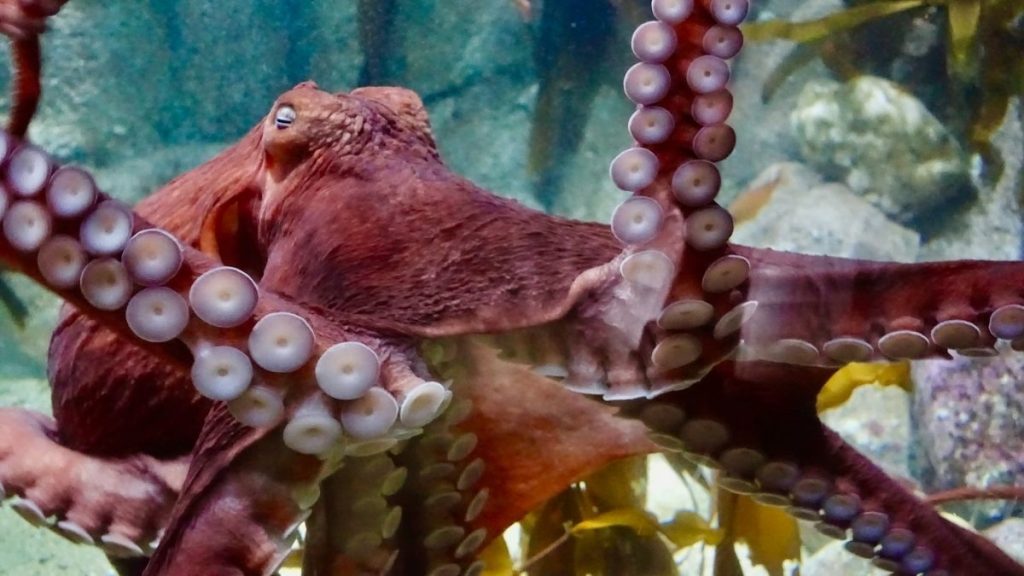 did-an-octopus-throw-a-spoiled-shrimp-at-its-handler?