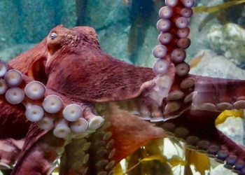 did-an-octopus-throw-a-spoiled-shrimp-at-its-handler?