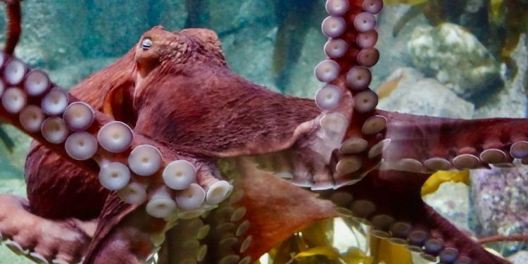 did-an-octopus-throw-a-spoiled-shrimp-at-its-handler?