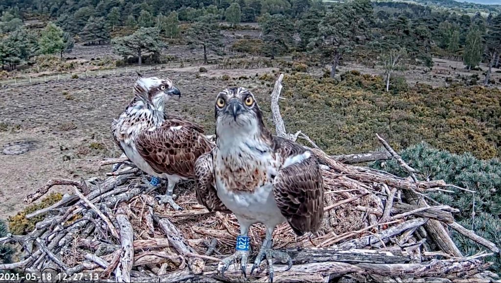 poole-ospreys-being-streamed-on-youtube