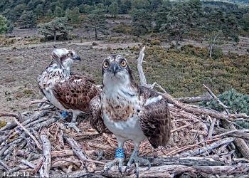 poole-ospreys-being-streamed-on-youtube
